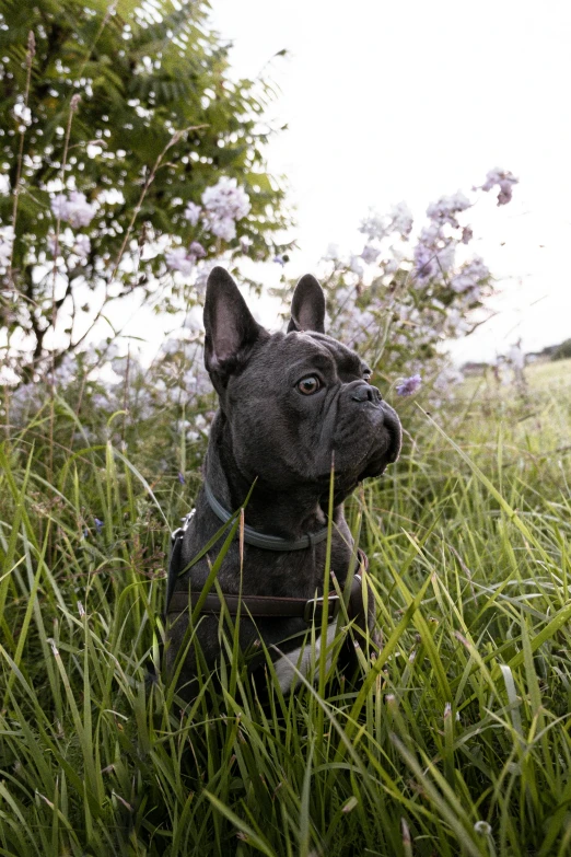 a dog that is sitting in the grass, by Jesper Knudsen, french bulldog, shot with sony alpha 1 camera, lilac, black