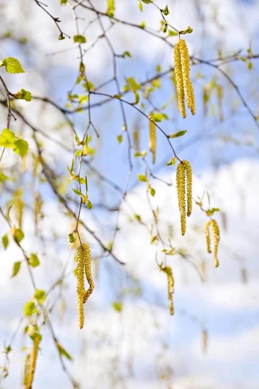 a bunch of flowers hanging from a tree, by David Simpson, trending on pexels, betula pendula, sunlit sky, pollen, minn