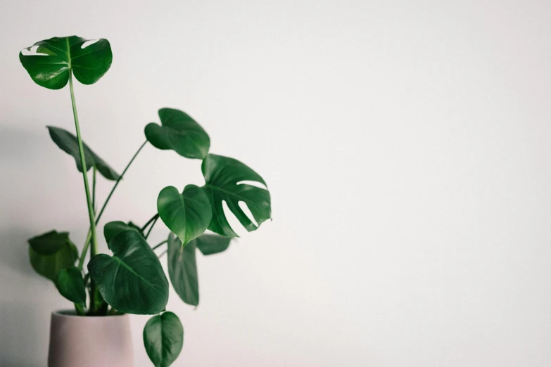 a plant that is in a vase on a table, by Carey Morris, trending on pexels, minimalism, white background wall, microchip leaves, monstera, low quality photo