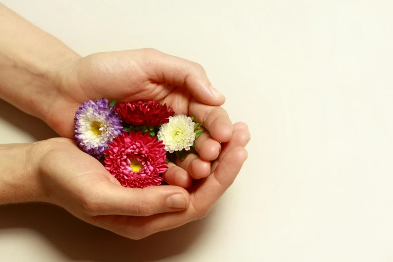 a person holding a bunch of flowers in their hands, by Maki Haku, unsplash, minimalism, chrysanthemum eos-1d, spa, ultrarealistic, multi - coloured