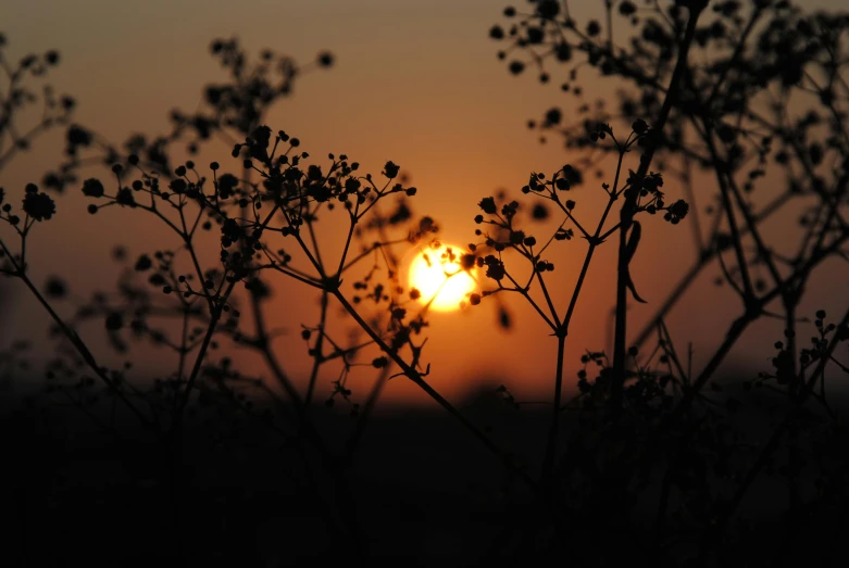 a close up of a plant with the sun in the background, by Attila Meszlenyi, pexels contest winner, romanticism, gypsophila, silhouette :7, sun set, distant photo