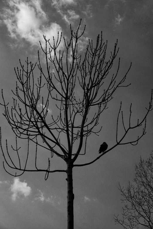 a black and white photo of a tree with a bird perched on it, inspired by Gonzalo Endara Crow, alone!!, ((trees)), sittin, withered