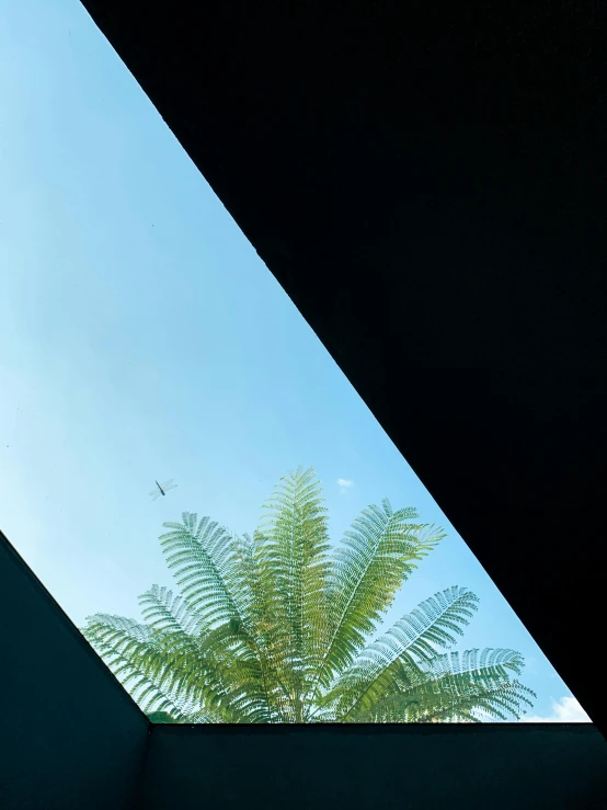 a view of the sky through a window in a bathroom, by Basuki Abdullah, a palm tree, angular minimalism, overhead canopy, cinematic shot ar 9:16 -n 6 -g