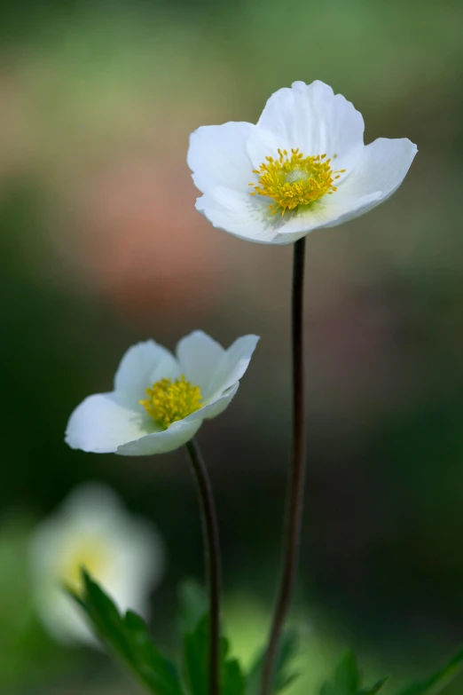 a couple of white flowers sitting on top of a lush green field, inspired by Frederick Goodall, unsplash, anemone, paul barson, thin porcelain, medium close - up