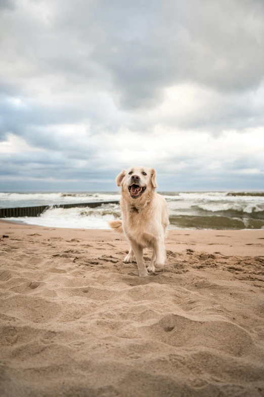 a white dog standing on top of a sandy beach, it's running between a storm, happily smiling at the camera, 500px, german