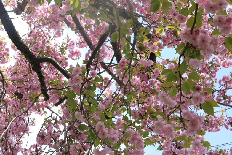 a bird sitting on a branch of a cherry tree, pexels, lush sakura trees, viewed from below, banner, from wheaton illinois