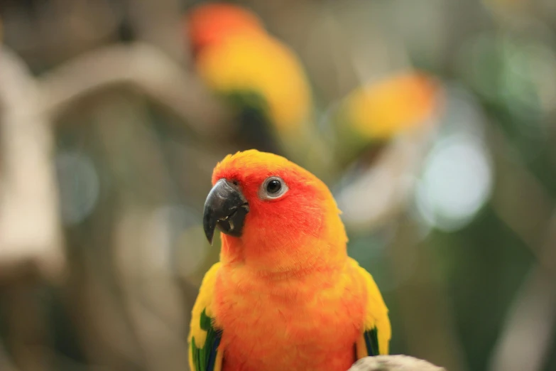 a colorful bird sitting on top of a tree branch, a portrait, trending on pexels, red yellow, two male, tropical, avatar image