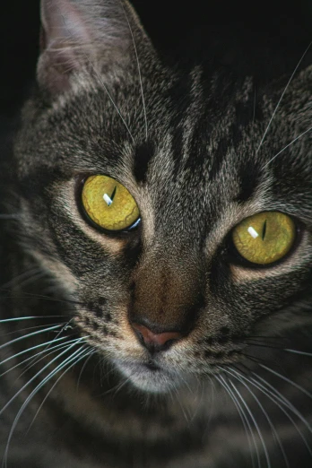 a close up of a cat with yellow eyes, by Terese Nielsen, pexels contest winner, taken in the late 2000s, deeply hyperdetailed, high angle close up shot, concentration