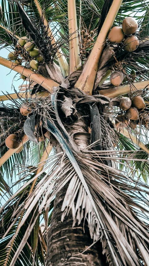 a palm tree with a bunch of coconuts on it, an album cover, unsplash, full frame image, digital image, instagram photo, withered