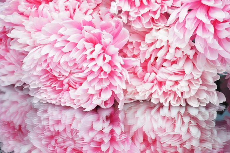 a close up of a bunch of pink flowers, by Carey Morris, pexels, mirrored, paper chrysanthemums, istockphoto, giant flowers