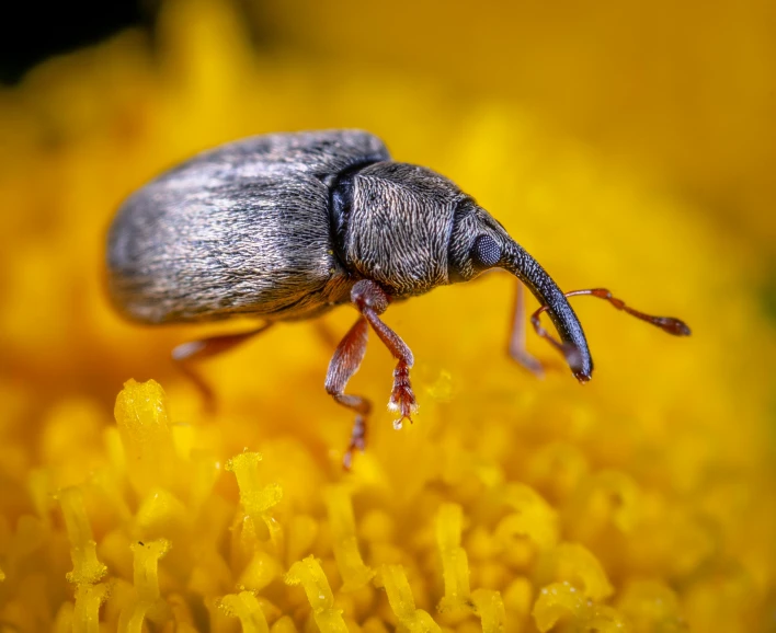 a bug sitting on top of a yellow flower, a macro photograph, pexels contest winner, grey, 🦩🪐🐞👩🏻🦳, detailed high resolution, favolaschia - calocera