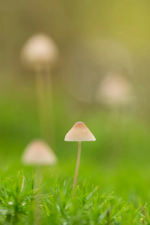 a group of mushrooms sitting on top of a lush green field, a macro photograph, by James Morris, magic realism, overcast bokeh - c 5, small in size, demur, pastel'