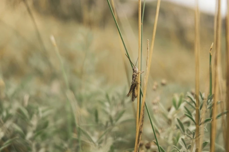 a bug that is sitting in the grass, unsplash, steppe background, brown, hanging, farming
