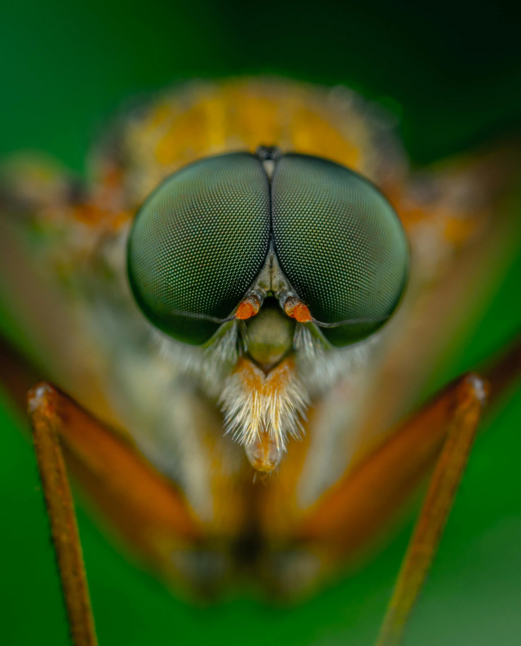 a close up view of a fly's face, pexels contest winner, a humanoid mosquito, snout under visor, portrait of a bugs bunny, orange pupils