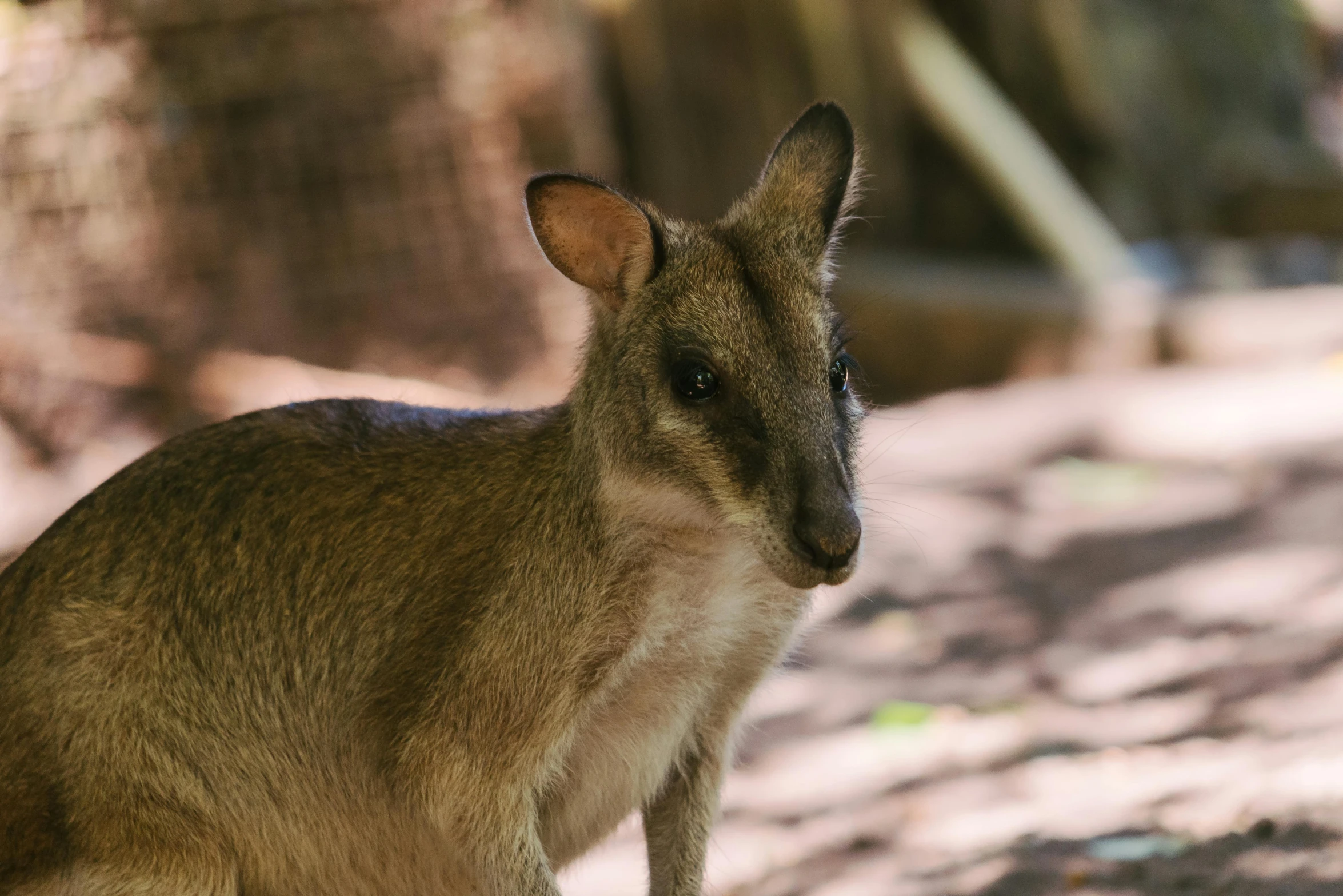 a close up of a kangaroo on a dirt ground, pexels contest winner, renaissance, beautiful smooth oval head, mid 2 0's female, waist high, shady look