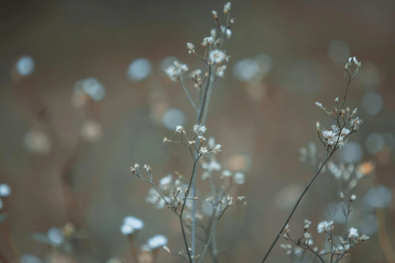 a close up of a plant with small white flowers, unsplash, tonalism, dry grass, soft grey and blue natural light, shot on sony a 7, detailed photo 8 k