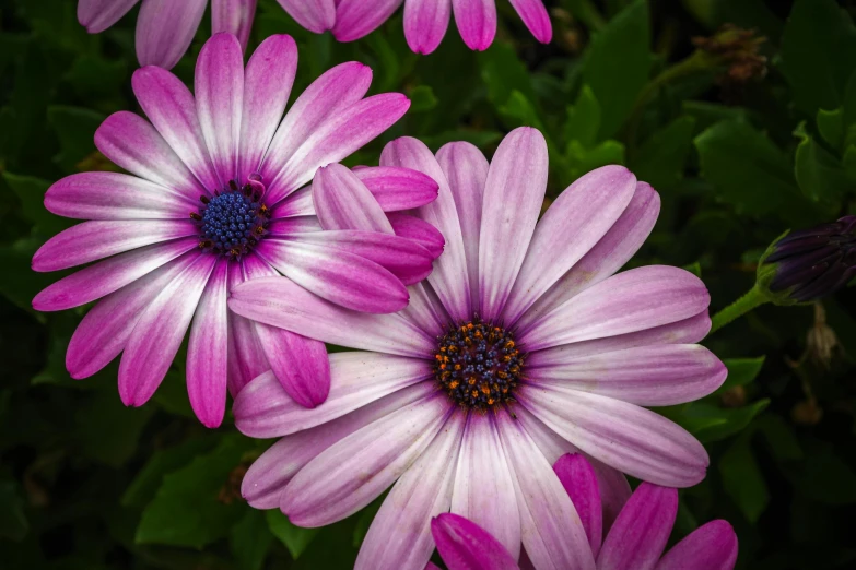 a group of purple flowers sitting next to each other, pexels contest winner, photorealism, pink white turquoise, daysies, full frame image, male and female