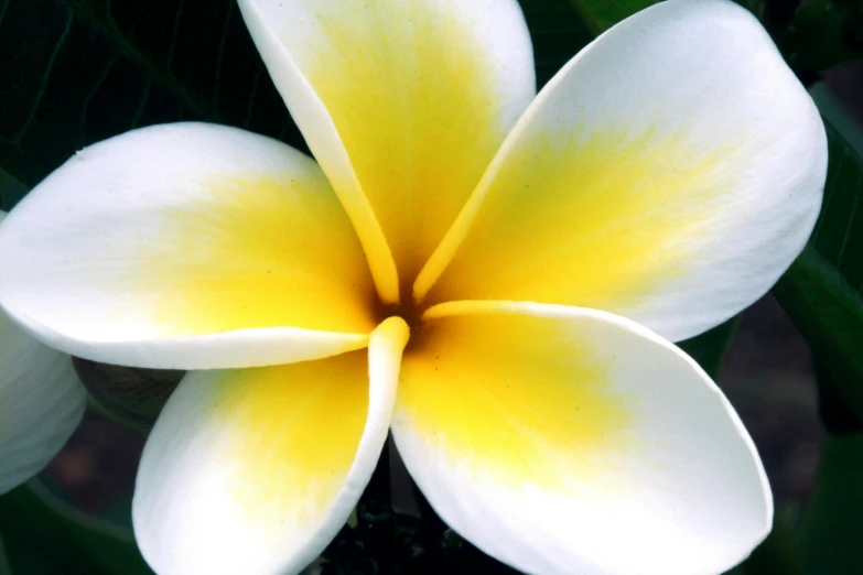a close up of a white and yellow flower, samoan features, fan favorite, fragrant plants, breathtaking quality