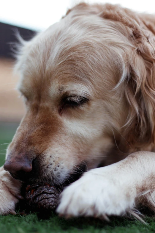 a large brown dog laying on top of a lush green field, a portrait, unsplash, an elderly, grain”, thoughtful ), trending photo