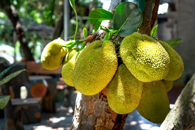 a bunch of jackfruits hanging from a tree, a still life, unsplash, hurufiyya, no cropping, australian, slightly sunny, thumbnail