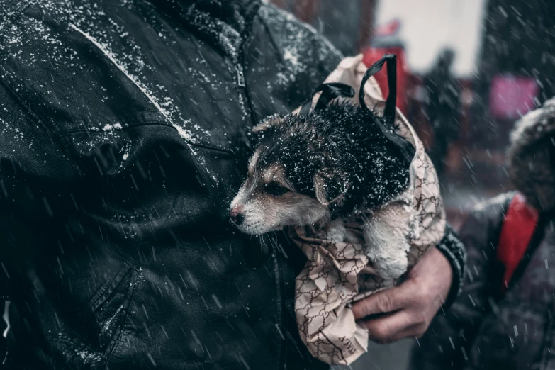 a person holding a dog in a bag in the snow, by Adam Marczyński, pexels contest winner, sugar glider, tears in the rain, thumbnail, mixed animal