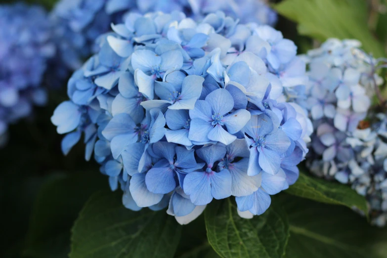 a close up of a bunch of blue flowers, extremely plump, hydrangea, subtle detailing, highly polished