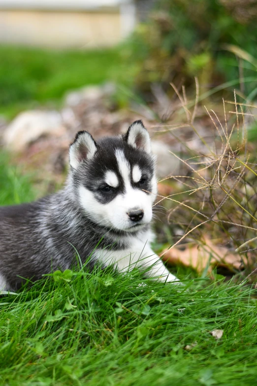 a dog that is laying down in the grass, inuk, astri lohne, silver, lush surroundings