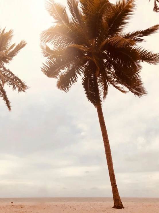 a couple of palm trees sitting on top of a sandy beach, profile image