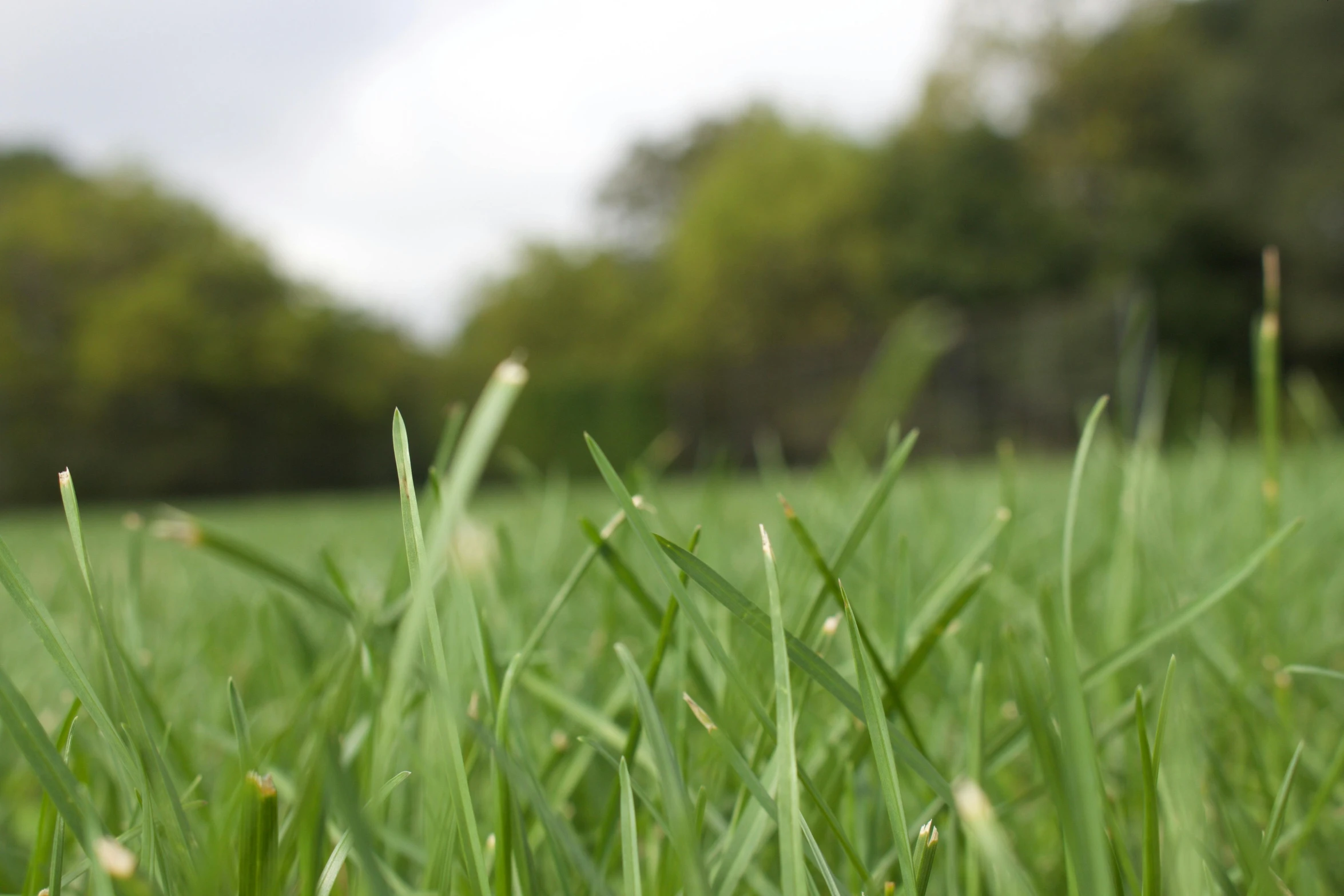 a field of green grass with trees in the background, a picture, by Rachel Reckitt, extreme close - up shot, medium-shot, no cropping, low-angle