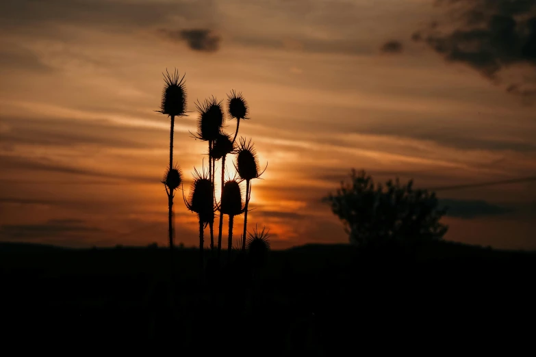 a sunset with some plants in the foreground, by Attila Meszlenyi, pexels contest winner, thistles, night light, fine art print