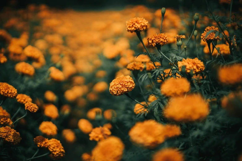 a field filled with lots of yellow flowers, inspired by Elsa Bleda, unsplash, dark orange, fan favorite, marigold, retro stylised