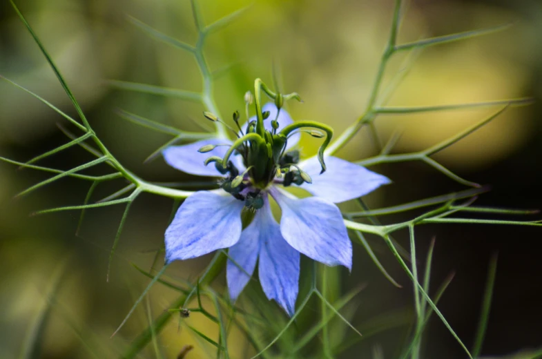 a close up of a flower on a plant, a portrait, by Eglon van der Neer, unsplash, renaissance, crown of blue flowers, clematis design, ground - level medium shot, black tendrils