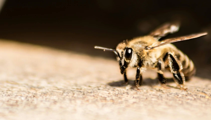 a close up of a bee on a surface, pexels contest winner, photorealism, on the concrete ground, macro bokeh ”, brown, grey