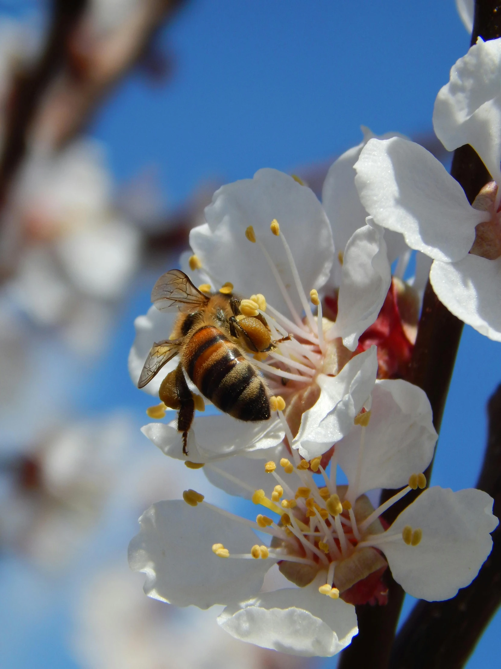 a bee on a white flower with a blue sky in the background, with fruit trees, thumbnail, rafeal albuquerque, profile image