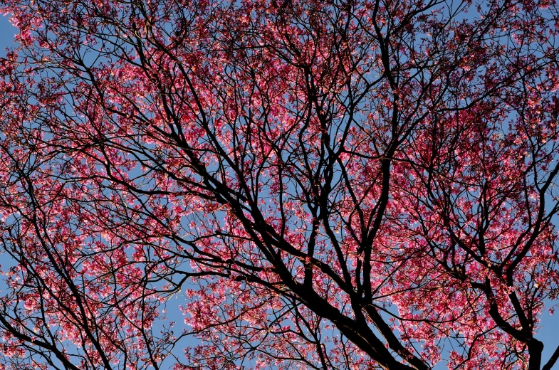 a tree with pink flowers against a blue sky, by Jan Rustem, flickr, red and blue back light, intricate composition, backlit!!, zeng fanzhi