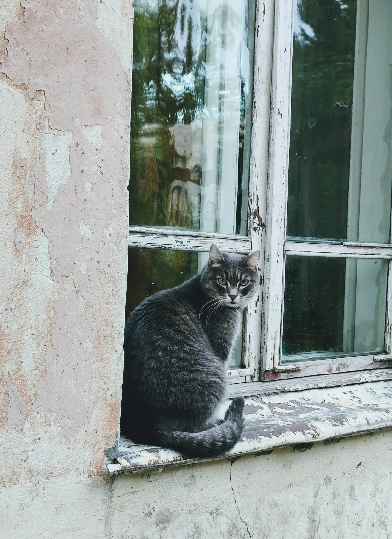 a cat that is sitting on a window sill, in gunmetal grey, high-quality photo, patina, dasha taran