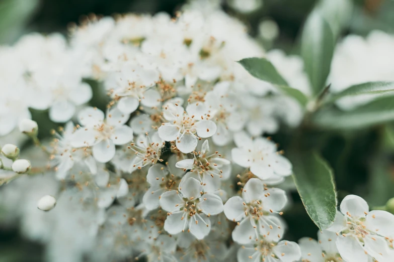 a close up of a bunch of white flowers, by Emma Andijewska, trending on unsplash, made of flowers and berries, medium format, sakura flower, high details photo