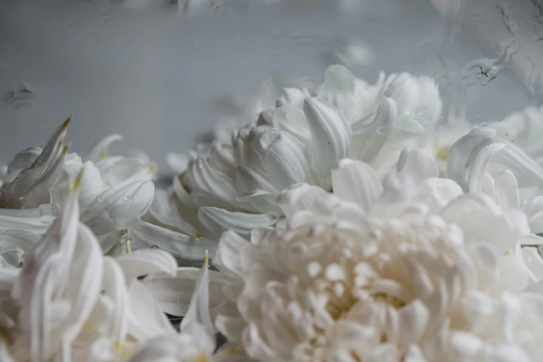 a close up of a bunch of white flowers, a still life, inspired by Cy Twombly, trending on unsplash, mirror and glass surfaces, chrysanthemum eos-1d, light grey mist, intricate image