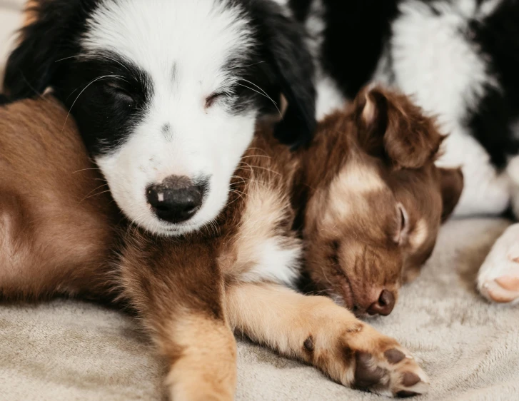 a couple of dogs laying on top of each other, pexels contest winner, manuka, puppies, instagram post, aussie