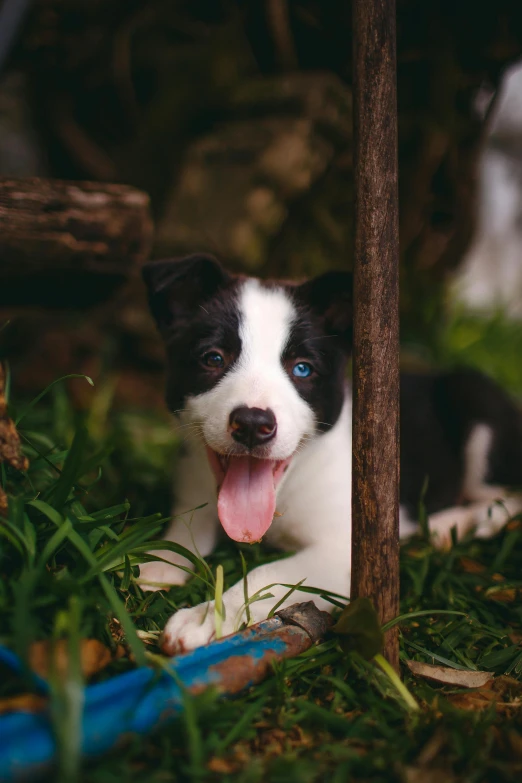 a black and white dog laying in the grass, pexels contest winner, piercing bright blue eyes, puppies, eating, with a happy expression