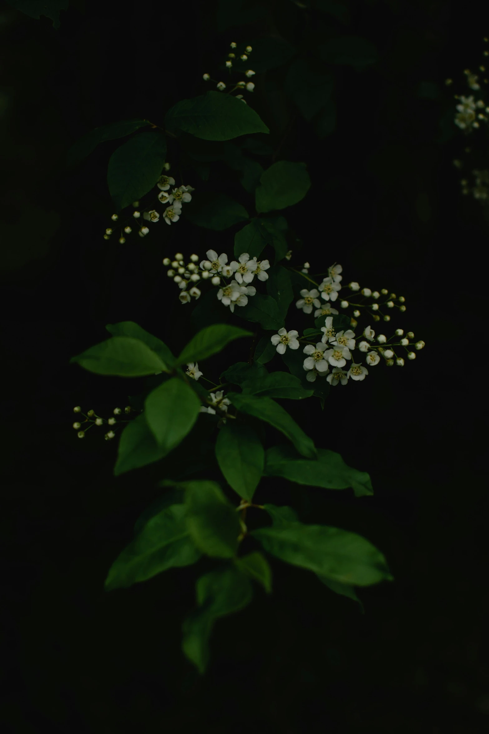 a plant with white flowers in the dark, inspired by Elsa Bleda, hemlocks, with ivy, ignant, julia sarda