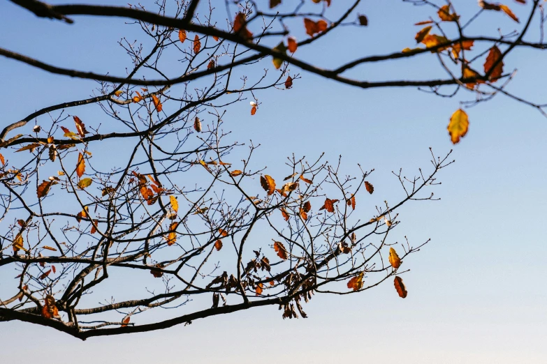 a couple of birds sitting on top of a tree, by Niko Henrichon, unsplash, visual art, late autumn, clear sky, leaves on branches, shot on sony alpha dslr-a300