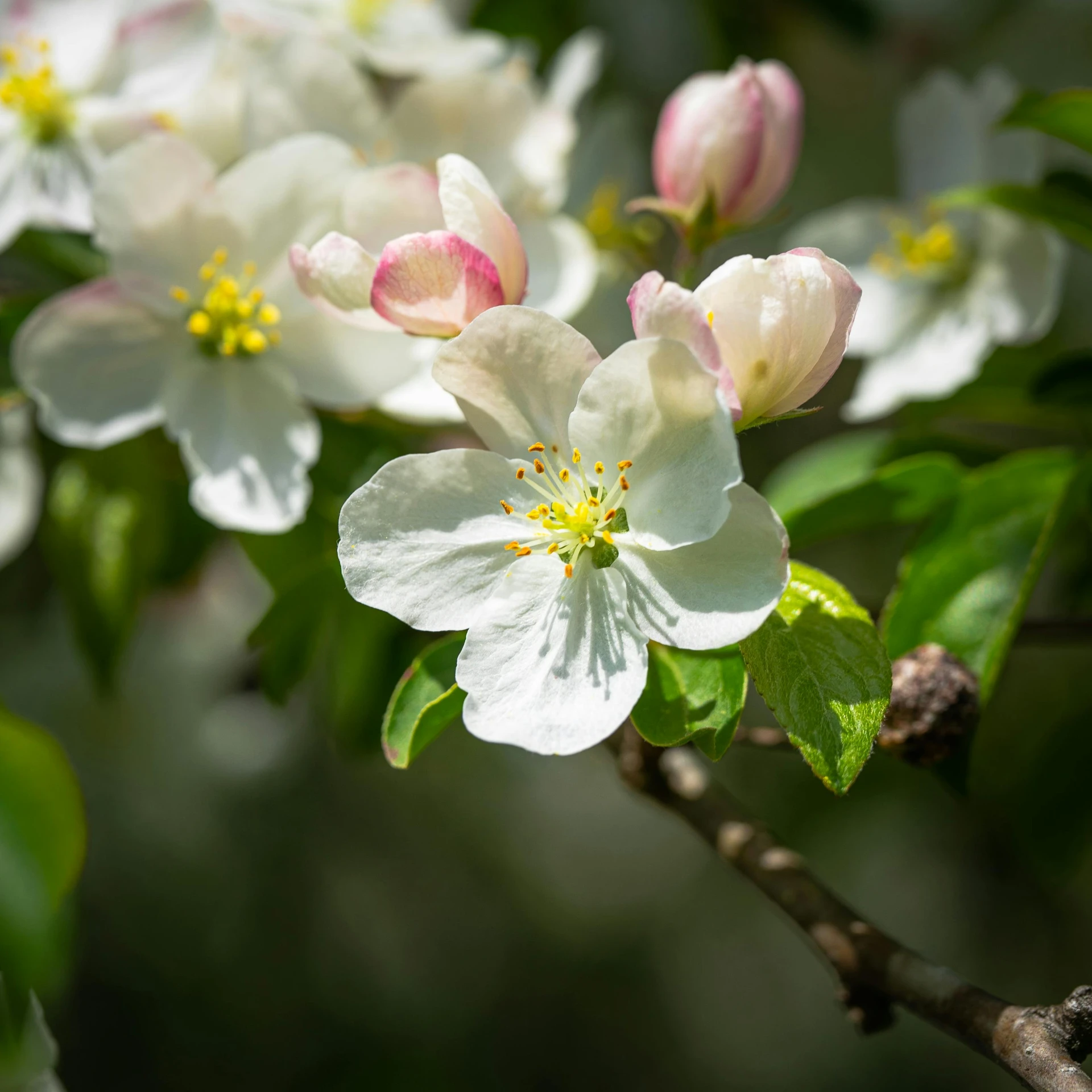 a close up of a flower on a tree, inspired by Edwin Dickinson, unsplash, apple trees, 8k resolution”, paul barson, fragrant plants