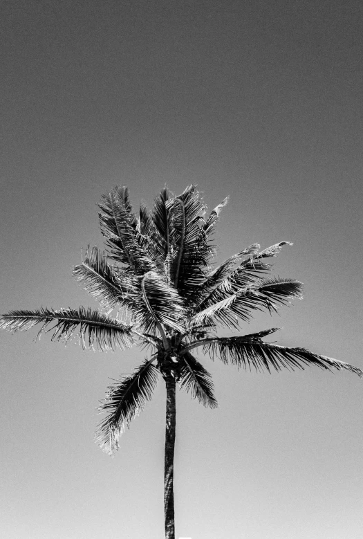 a black and white photo of a palm tree, inspired by Max Dupain, unsplash, trees!!, summer vibes, pose 4 of 1 6, heavily detailed