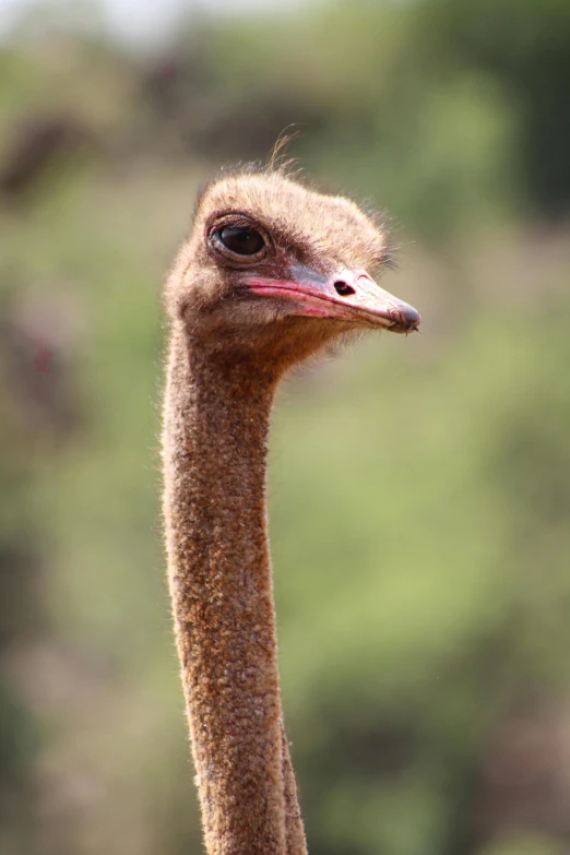 a close up of an ostrich's head and neck, trending on pexels, brown stubble, standing upright like people, in australia, blank stare”