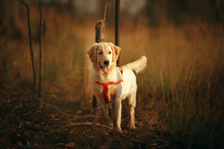 a dog that is standing in the grass, pexels contest winner, harnesses, golden glow, hunting, gif