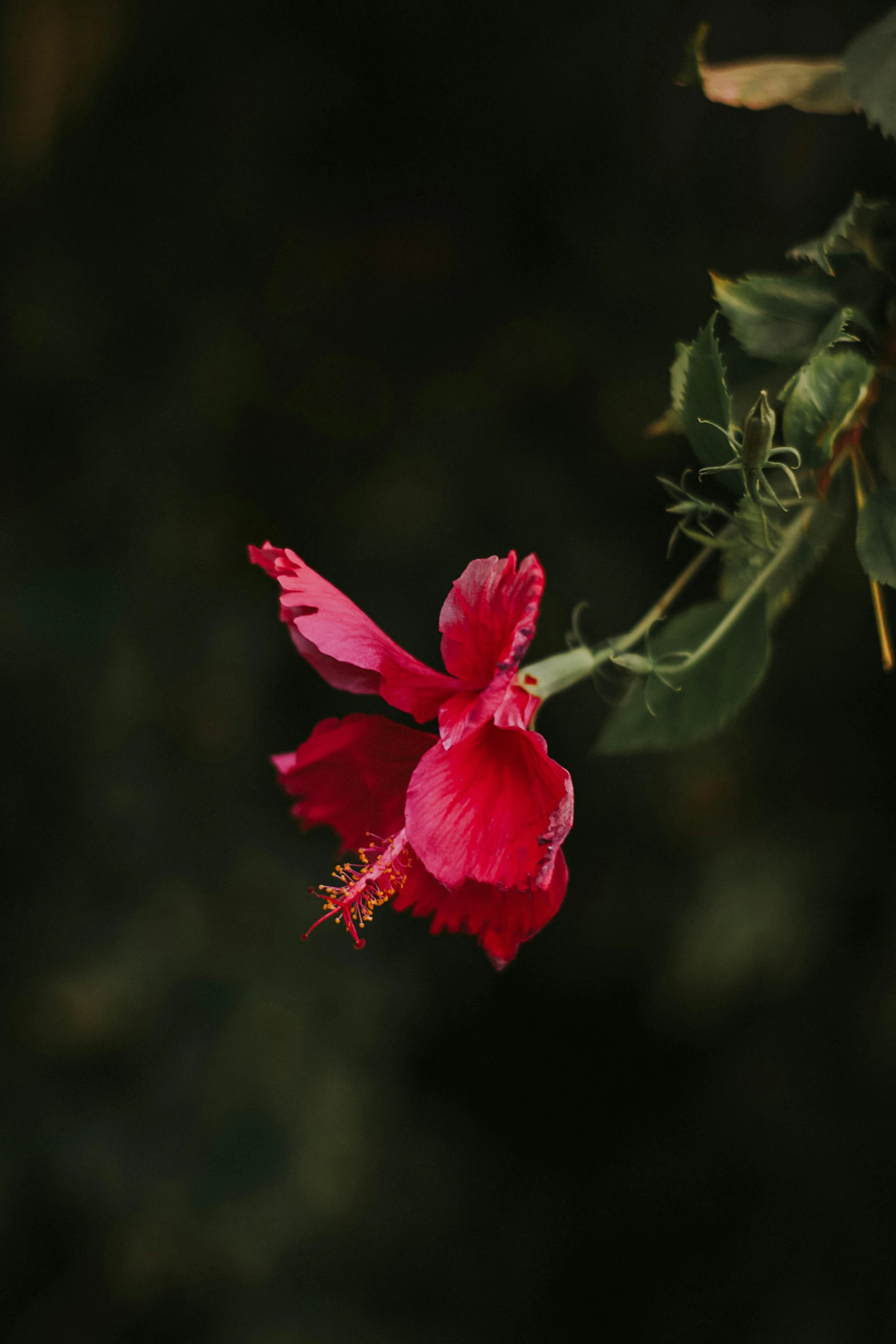 a close up of a red flower on a stem, pexels, hurufiyya, against dark background, hibiscus, pink, jamaica