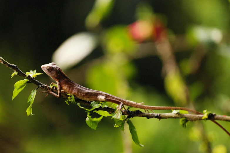 a lizard sitting on top of a tree branch, by Peter Churcher, pexels contest winner, fan favorite, panels, gardening, clad in vines