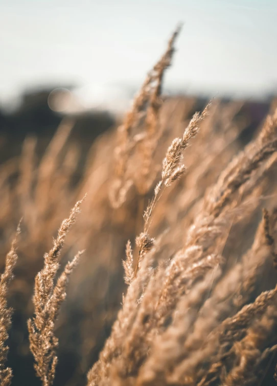 tall grass blowing in the wind on a sunny day, an album cover, by Andries Stock, trending on unsplash, naturalism, mineral grains, brown, low quality photo