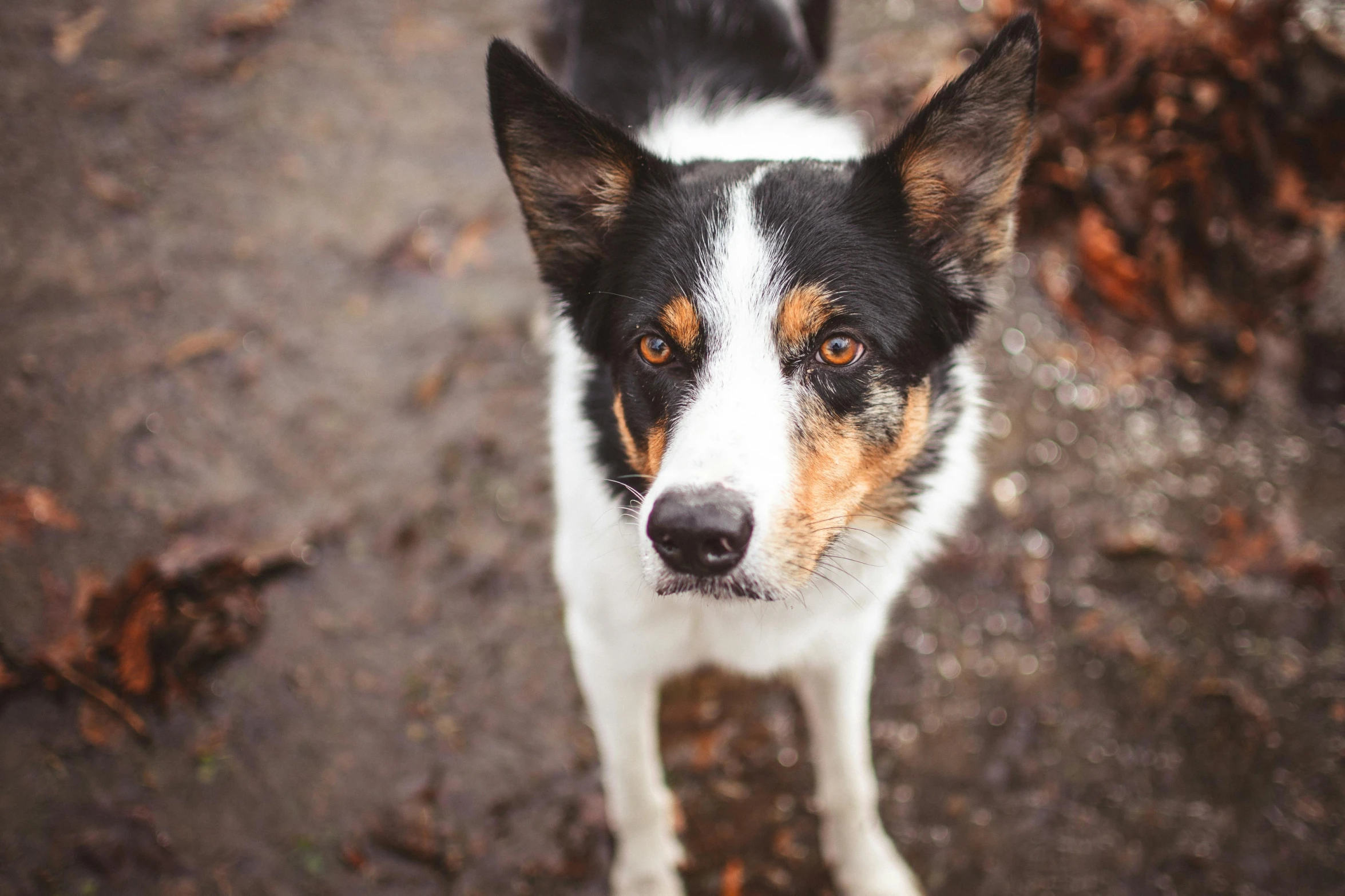 a dog is looking up at the camera, pexels contest winner, border collie, hint of freckles, white male, slightly pixelated